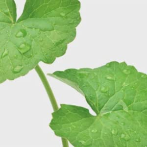 celimax_Derma_Nature_Relief_Madecica_pH_Balancing_Foam_Cleansing-Multi-column-1-300X300